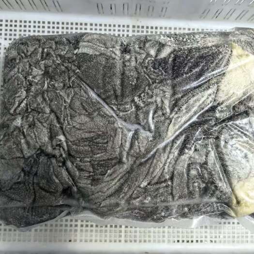 新鲜牛百叶 批发 零售  廊坊直发 当日屠宰 现货供应