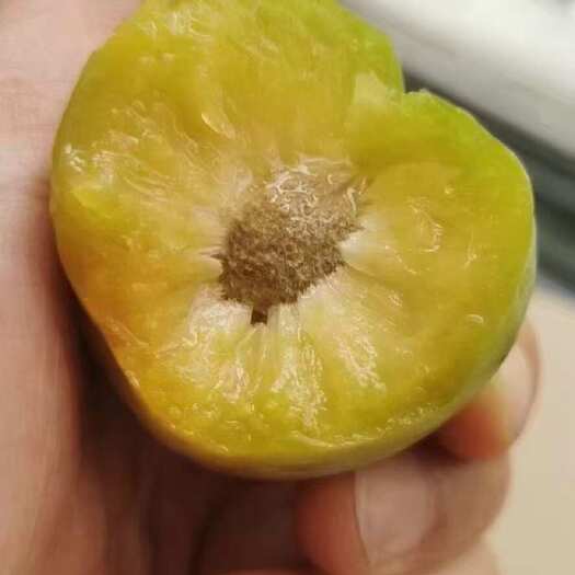 镇宁县贵州蜂糖李