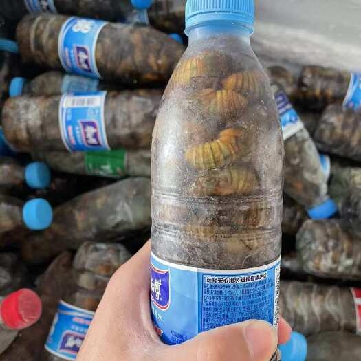 惠民县杜仲金蝉，一件代发。欢迎来砸单。