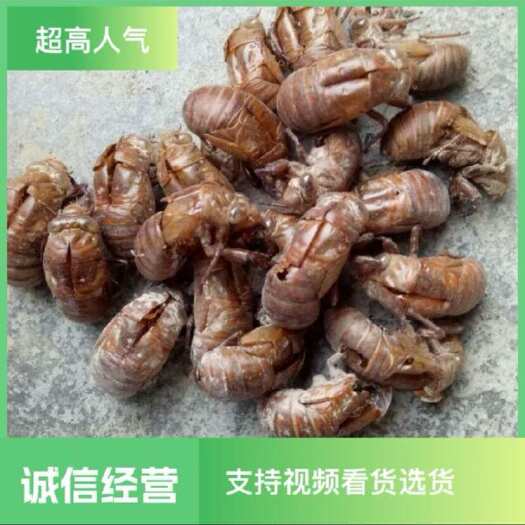 临沂春金蝉壳 自捡 无泥无沙 纯手工捡出来的
