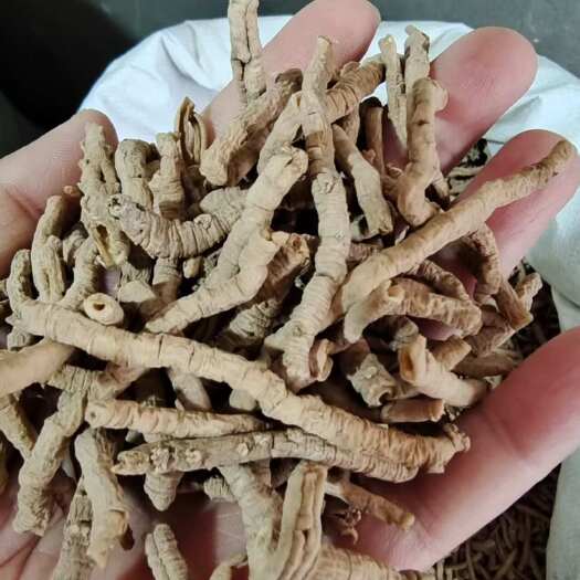 安国市远志 各种规格选货 2斤包邮 量大优惠