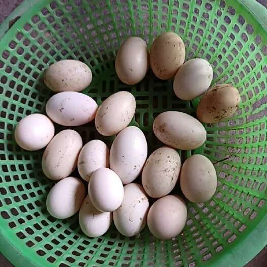 洞口县家庭散养土鸡蛋，主食玉米稻谷