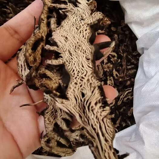 东北升麻 地道药材 选货 2斤起包邮