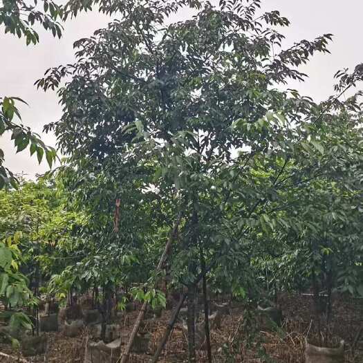 普宁市广州樱花.山樱花