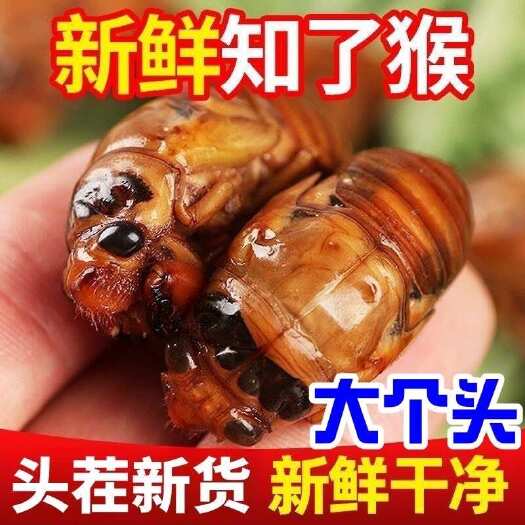 台前县金蝉大个头，山东河南本地金蝉