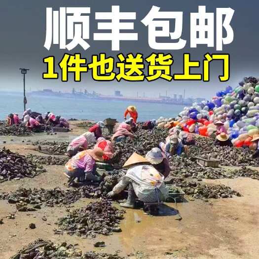 连云港【顺丰包邮】山东生蚝产地直发三倍体净化生蚝 刺身生蚝全国发货
