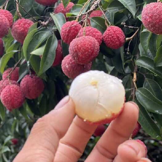 钦州广西钦州新鲜桂味荔枝 现摘现发 自然甜润 果肉包裹饱