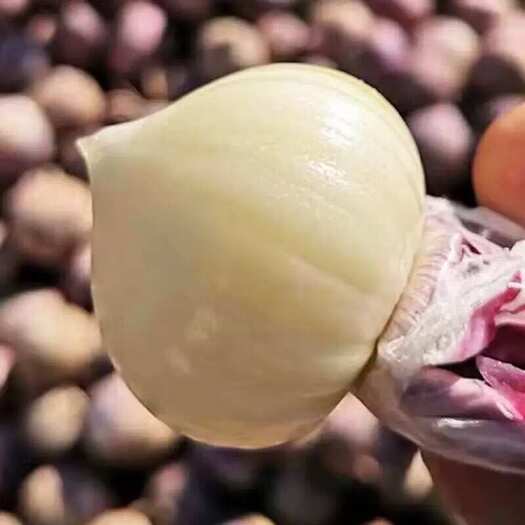 昆明全干云南紫皮独头大蒜