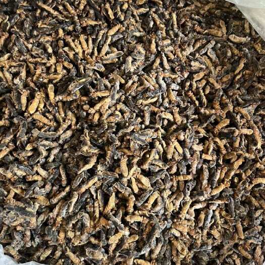 广州土狗蝼蛄食用蝼蛄烧烤大排档农庄特色食材