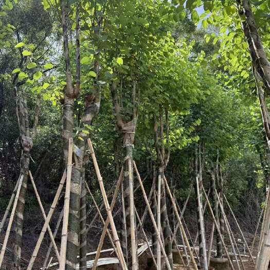 普宁市宫粉紫荆12-14分产地直销