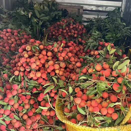 钦州广西钦州新鲜桂味荔枝 现摘现发 自然甜润 每一颗都饱满多汁