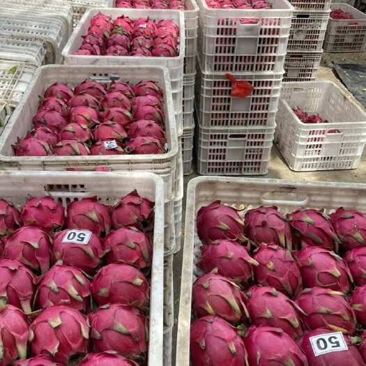 广东湛江遂溪新鲜金都火龙果每一口都是热带阳光的味道新鲜直达！