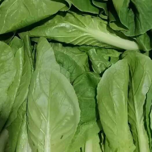 精品小白菜