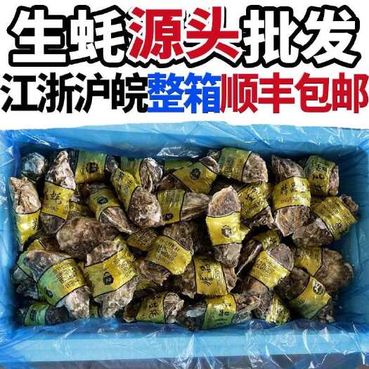 连云港【顺丰包邮】山东生蚝产地直发三倍体净化生蚝 刺身生蚝全国发货