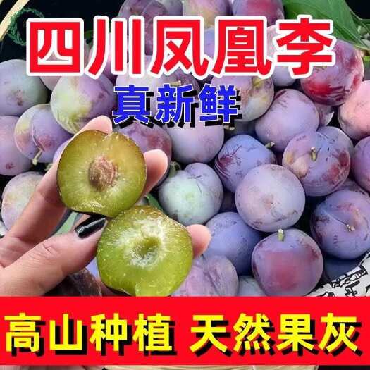蒲江县四川源头直发五月脆李子现摘现发 保质保量