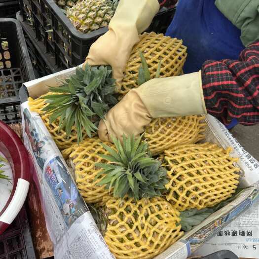 徐闻县香水菠萝