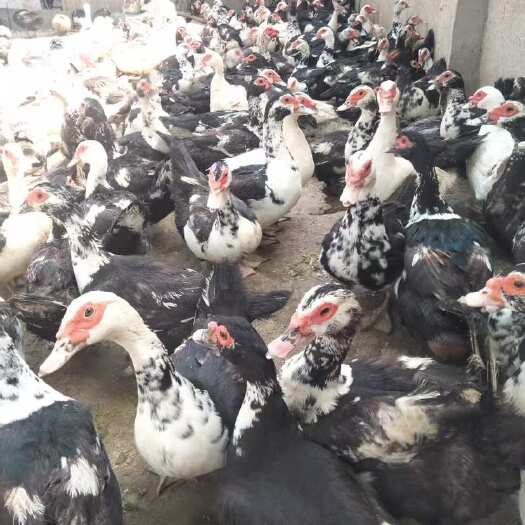 禹州市黑色红脸番鸭