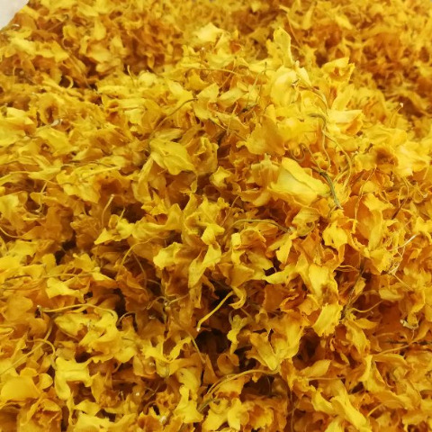 成都云南鼓槌石斛花干花新鲜天籽兰花金兰花养生茶石斛茶金黄