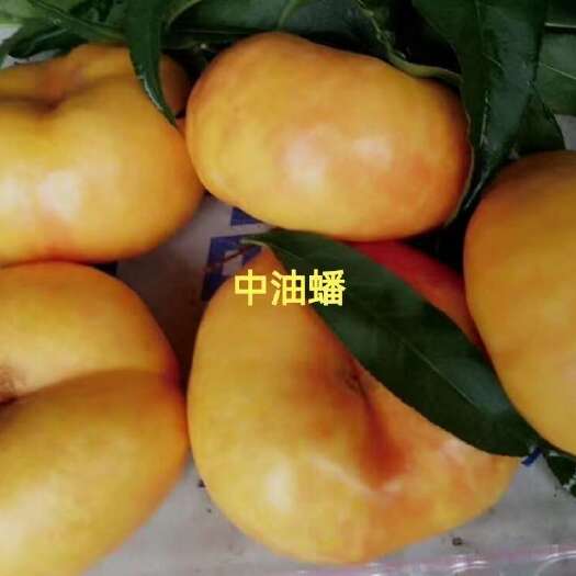 洪江市黄肉油蟠桃