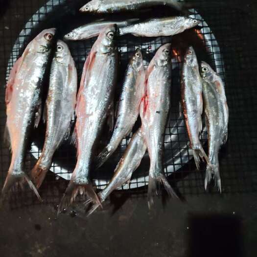 兴义市贵州万峰湖，白条鱼翘嘴。两斤起发