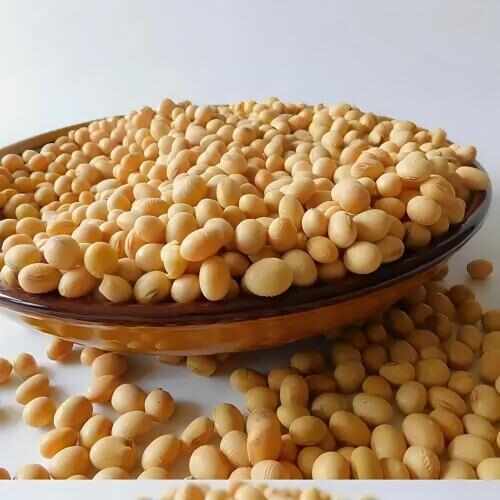 巫溪2025年重庆巫溪老品种黄豆大量小粒新货大豆芽豆浆农家自产