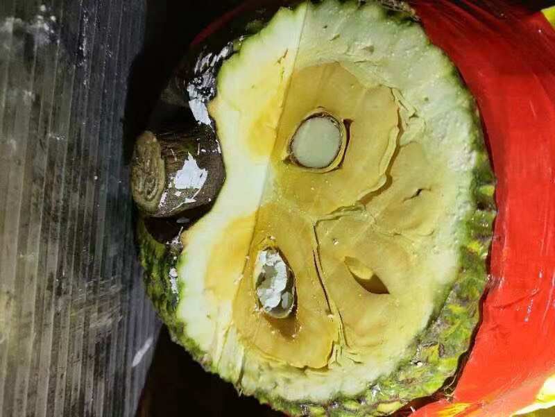 泰八红肉菠萝蜜