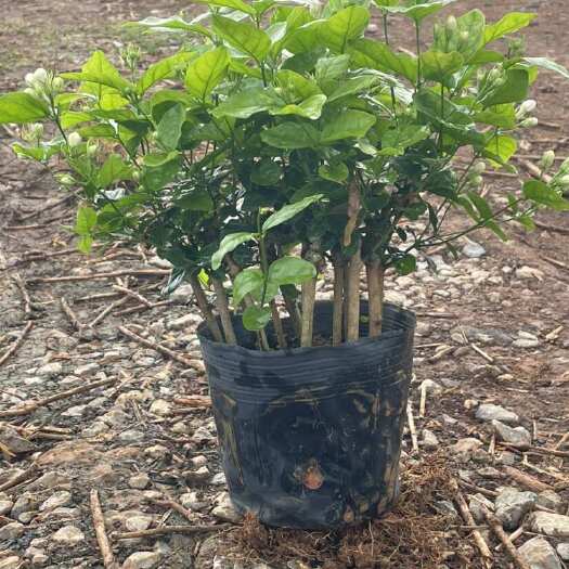 横州茉莉花苗盆栽批发带花苞浓香花卉绿植