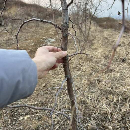 枣庄山东枣庄优质枣树苗高度1米以上裸根实生苗5年以上老树苗
