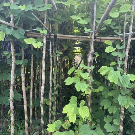 普宁市基地直销.羊蹄甲（3-5）分袋苗