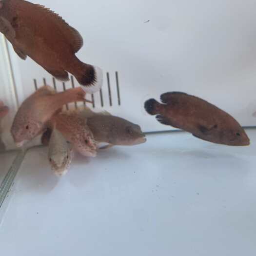 红瓜子斑苗