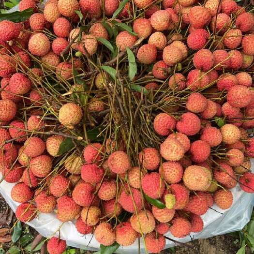 陆丰市桂味。