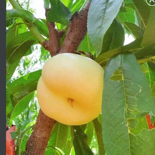 蒙阴县蒙阴珍珠奶油蟠桃（蜜桃界的“爱马仕”）