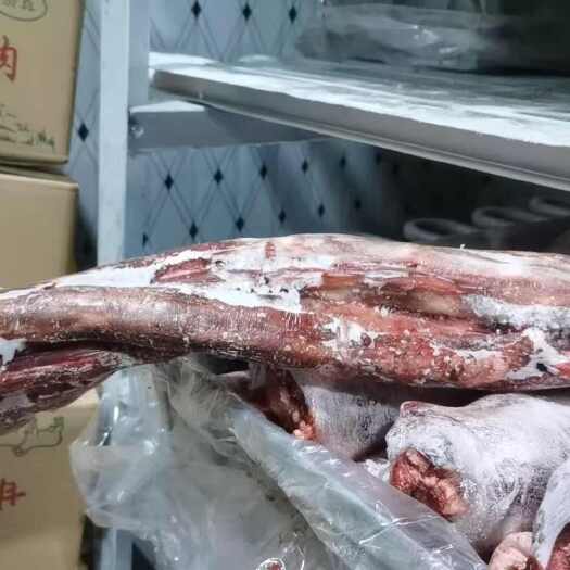 呼和浩特西门塔尔牛尾 精修牛尾