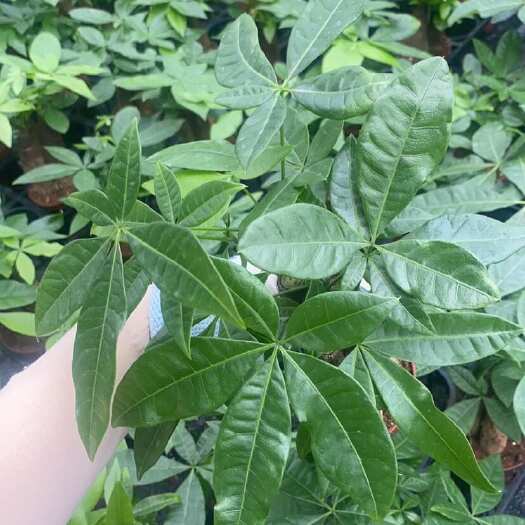 广州广州花都区直发优质发财树基地批发供货