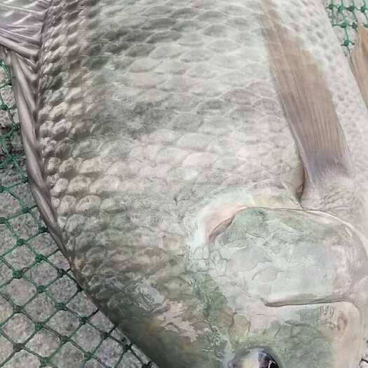 开平市恒生一号罗非鱼苗