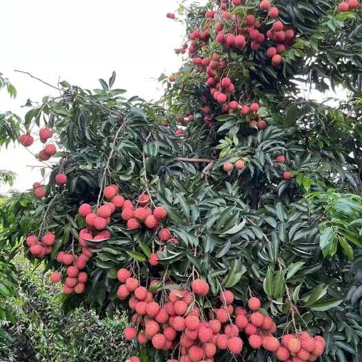 灵山县桂味