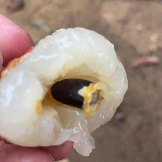 阳西县广东阳江玉荷包荔枝新鲜采摘现摘现发当天发货公司福利采购送礼