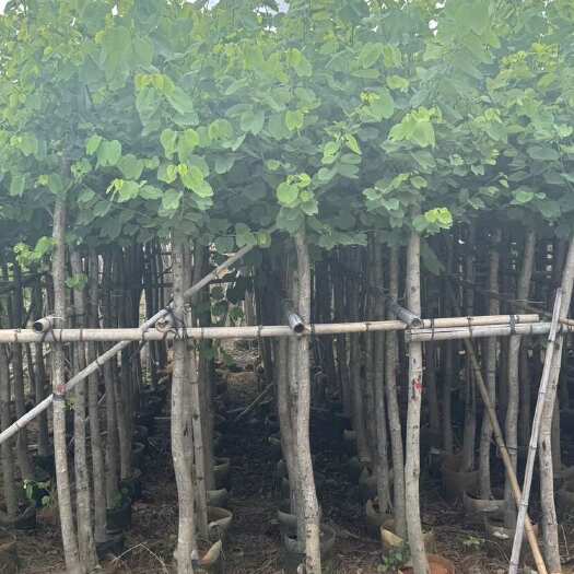 普宁市广东揭阳供应3-3.5米高红花紫荆苗木 米径5-8 分