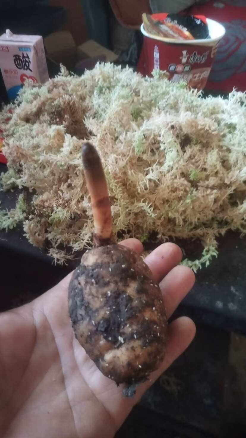 天麻