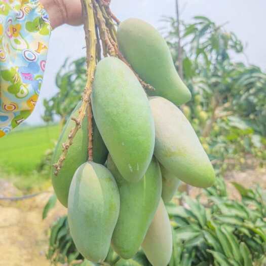 百色芒果大量供应广西大青芒生吃芒酸野芒