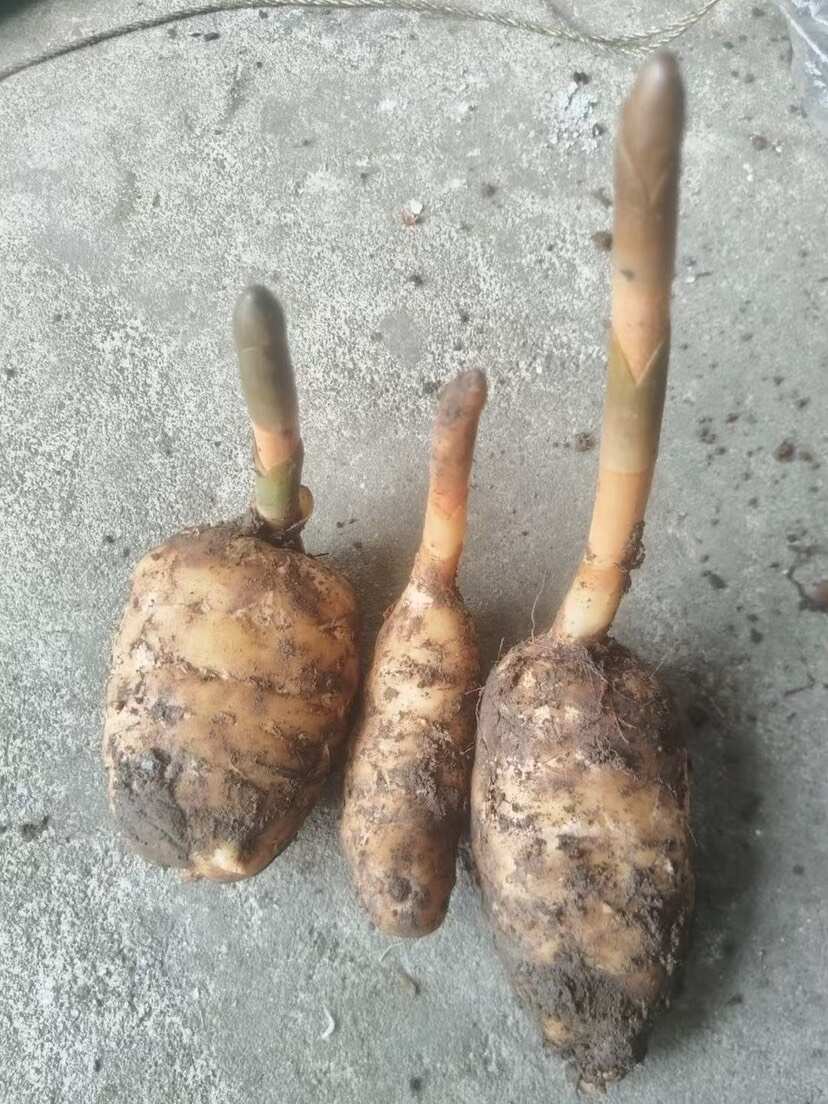 天麻