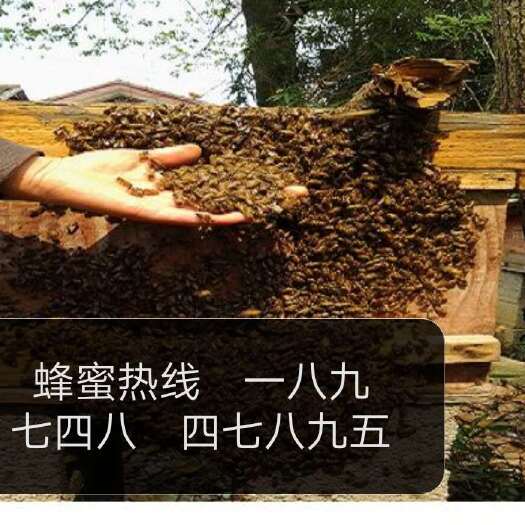 长沙土蜂蜜