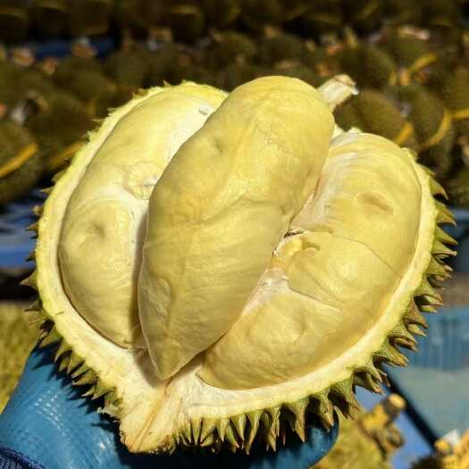 昆明【核小肉厚！香甜！】A果包四房泰国南部金枕头榴莲