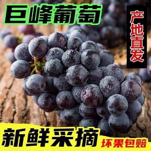 福安市福建宁德福安市新鲜巨峰葡萄现摘现发当季水果浆果自然甜
