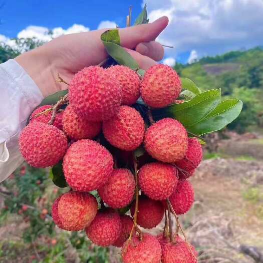 陆丰市广东汕尾陆丰新鲜桂味荔枝现摘现发果大核小肉厚汁多甜如蜜糖