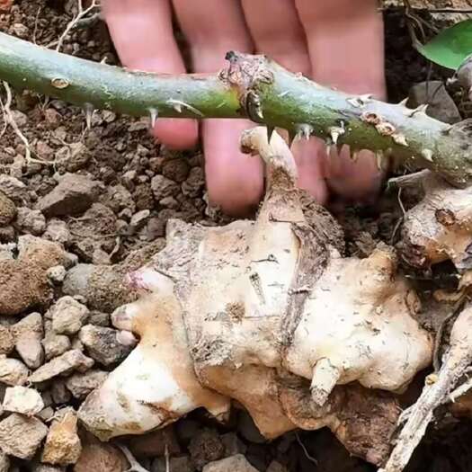 新鲜菝葜，又名金刚藤