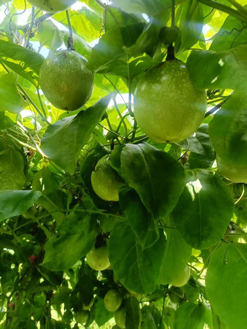 钦密九号百香果