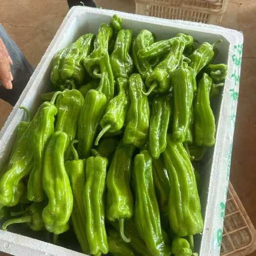 雷州市年底需要辣椒的现在可以联系，