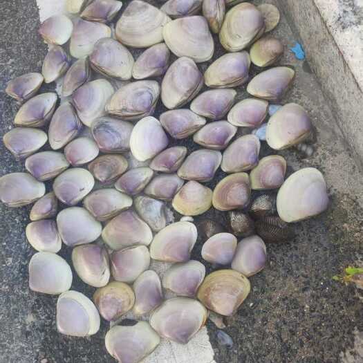 晋江市大海蚌