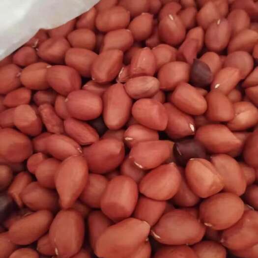 新鲜红皮花生，即拔即寄出，超级新鲜，广东包邮